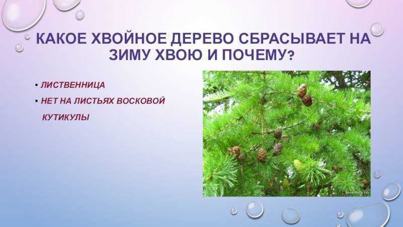 Как дольше сохранить новогоднюю ёлку? 9 советов для продления жизни зелёной красавицы