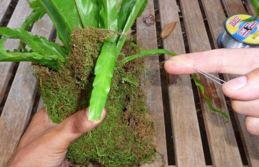 Декоративно-лиственное растение асплениум Asplenium относится к семейству Костенцовые и является папоротником Оно пользуется довольно большой популярностью у цветоводов