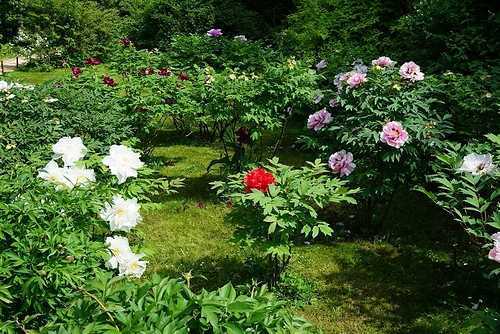 Древовидные пионы (70 фото): сорта, правильный уход и выращивание