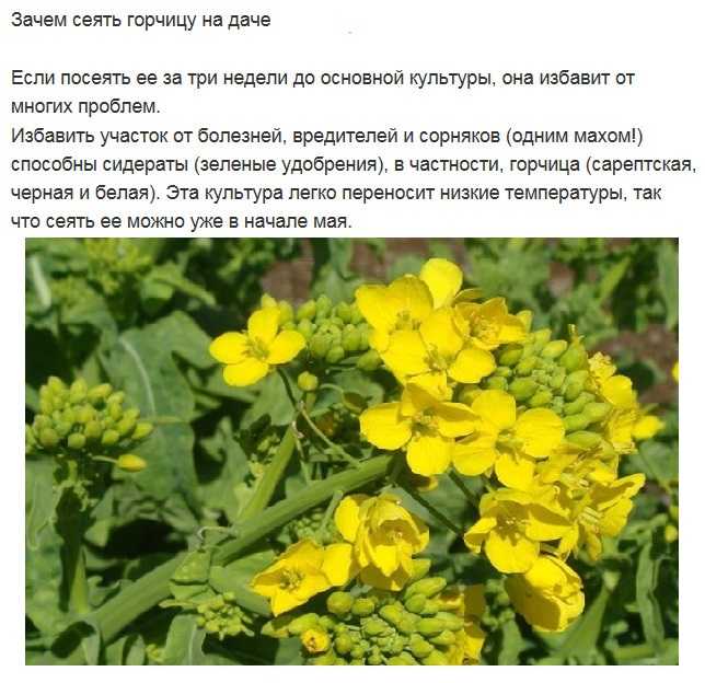 Когда сеять горчицу для улучшения почвы осенью?