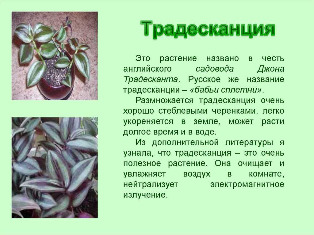 Цветок рео: фото сортов, посадка, уход и размножение в домашинх условиях