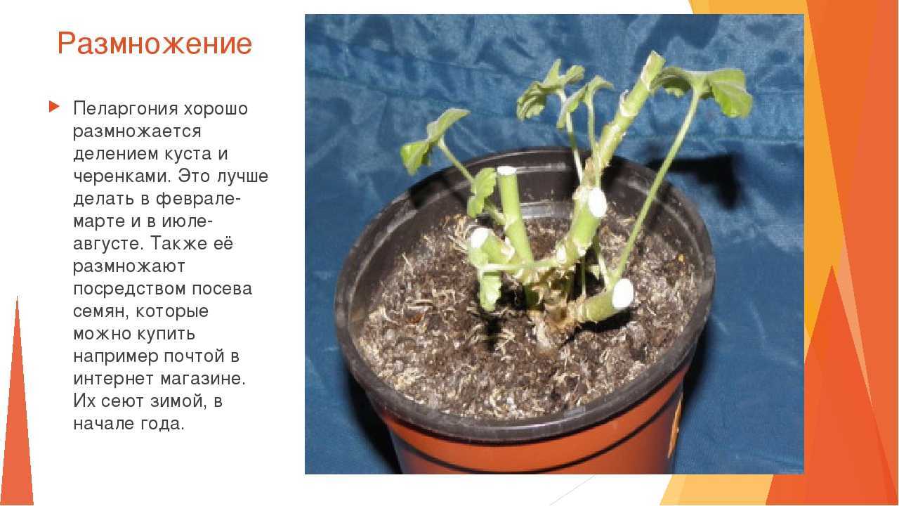 Как размножить пеларгонию черенками и сформировать из них красивый куст на supersadovnik.ru