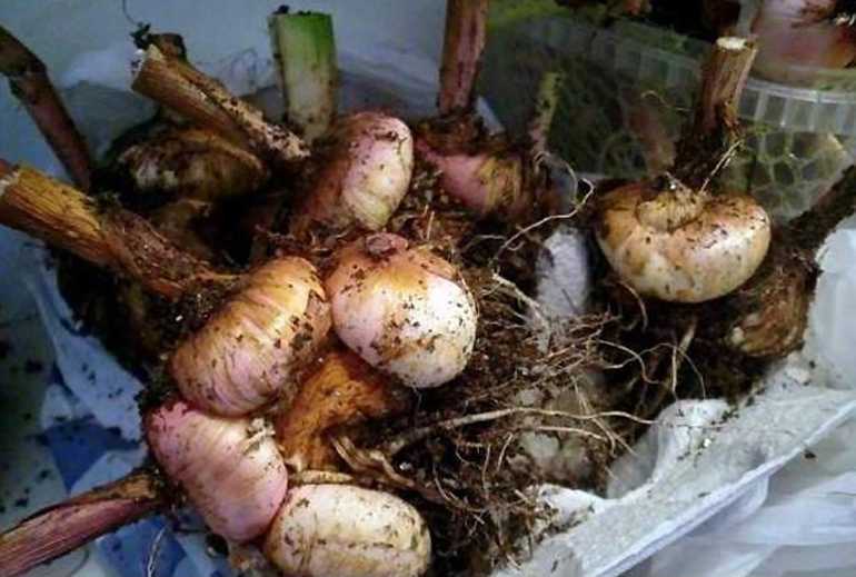 Когда высаживают гладиолусы в грунт, как за ними ухаживать?