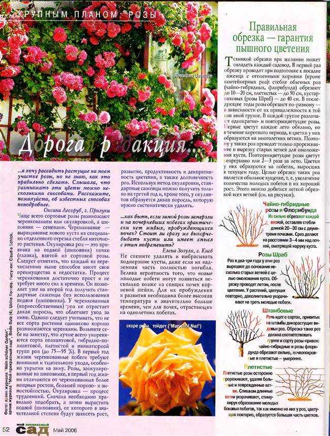 Розы "шрабы": что это такое, фото и описание