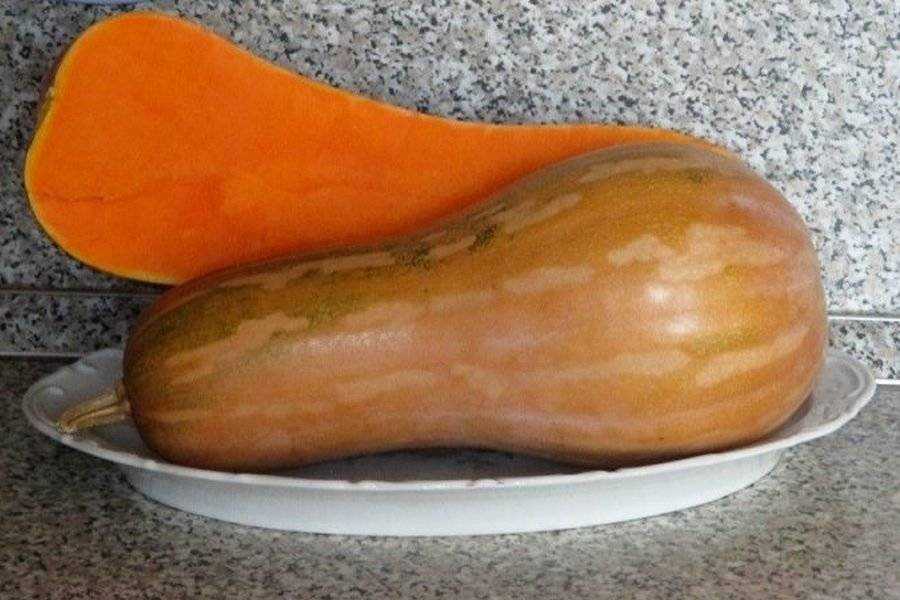 Виды тыквы и их применение в кулинарии