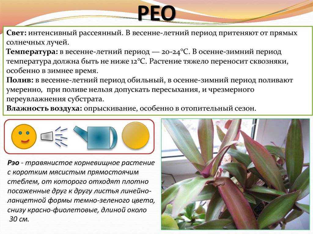 Традесканция рео: уход в домашних условиях, размножение