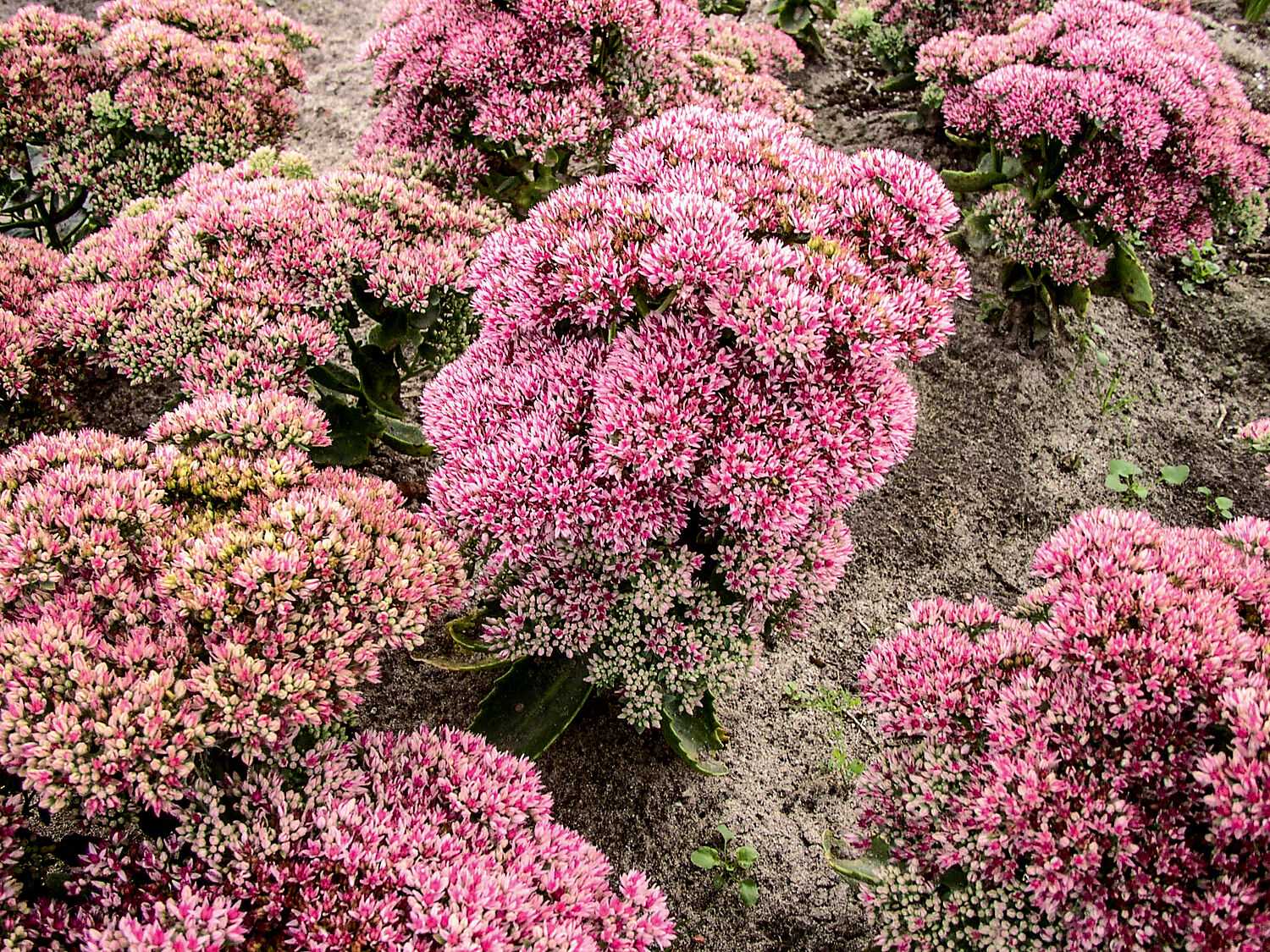 Очиток видный (sedum spectabile): сорта, описание, посадка и уход