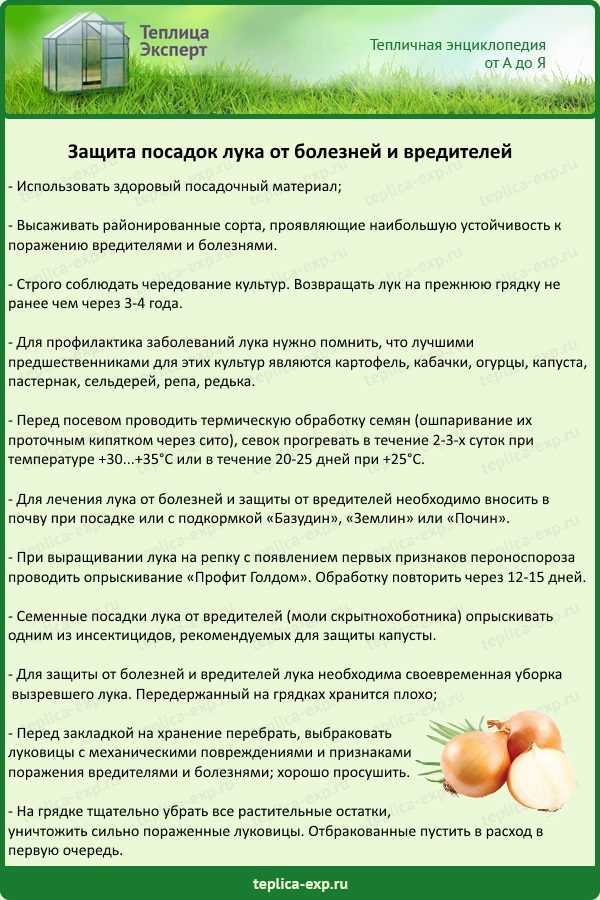 Как вырастить крупные луковицы репчатого лука? секреты и советы. фото — ботаничка
