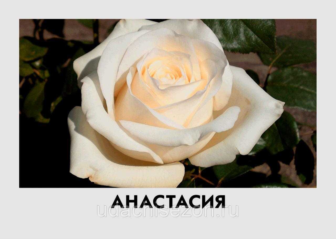 Чайно-гибридная роза анастасия: фото, описание, условия выращивания
