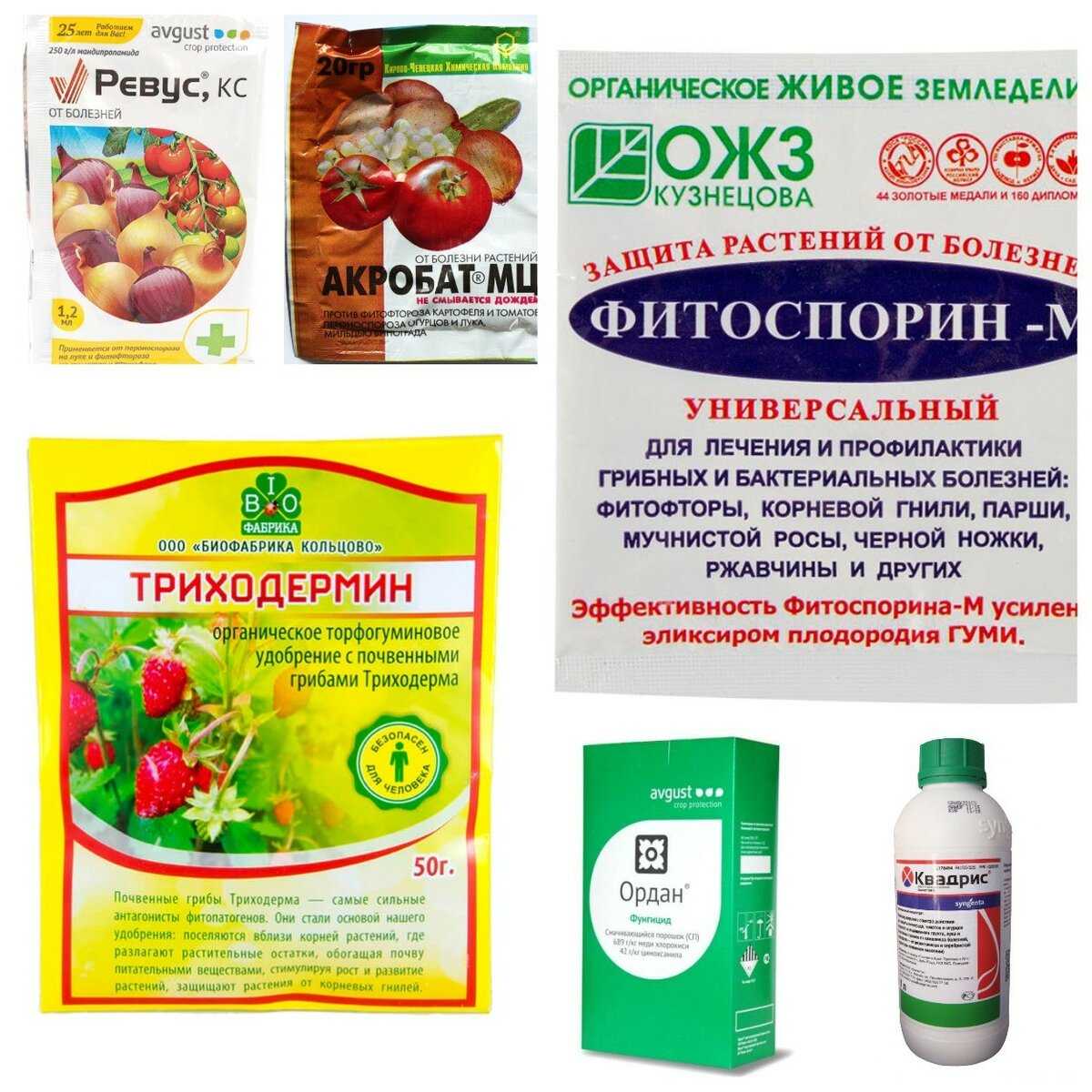 Фитофлора на картофеле как бороться 3 способа обработки