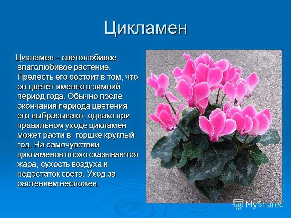Почему вянет цикламен: причины увядания и методы борьбы