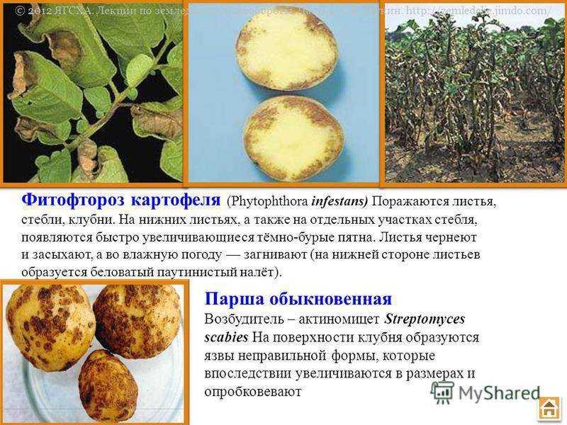 Фитофтора, фитофтороз томатов и картофеля: профилактика и лечение