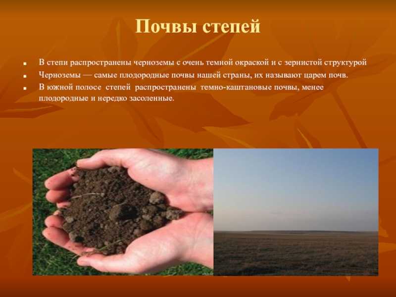 Портулак: выращивание из семян, когда сажать