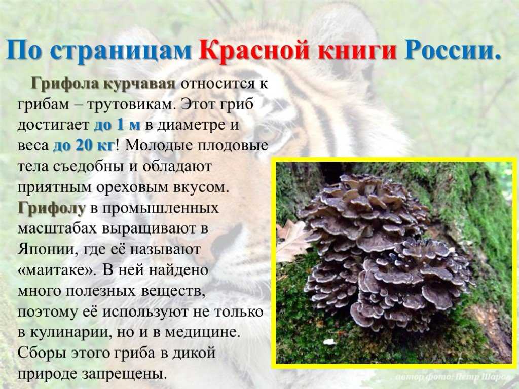 Грифола курчавая (grifola frondosa): описание, где растет, как отличить, фото и сходные виды