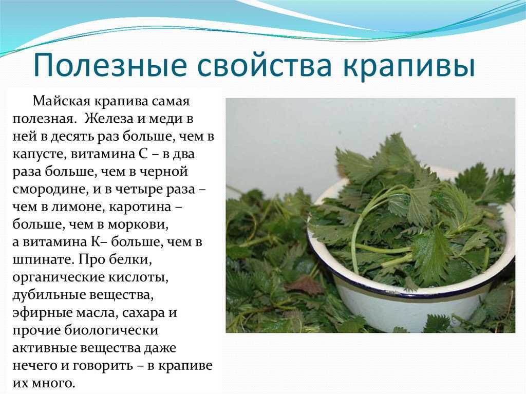 Крапива – виды, лечебные свойства, описание, фото