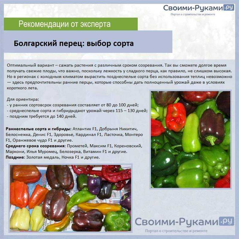 Сроки, когда снимать перцы с куста в открытом грунте и в теплице: как определить спелость и когда лучше собрать урожай горького и сладкого овоща