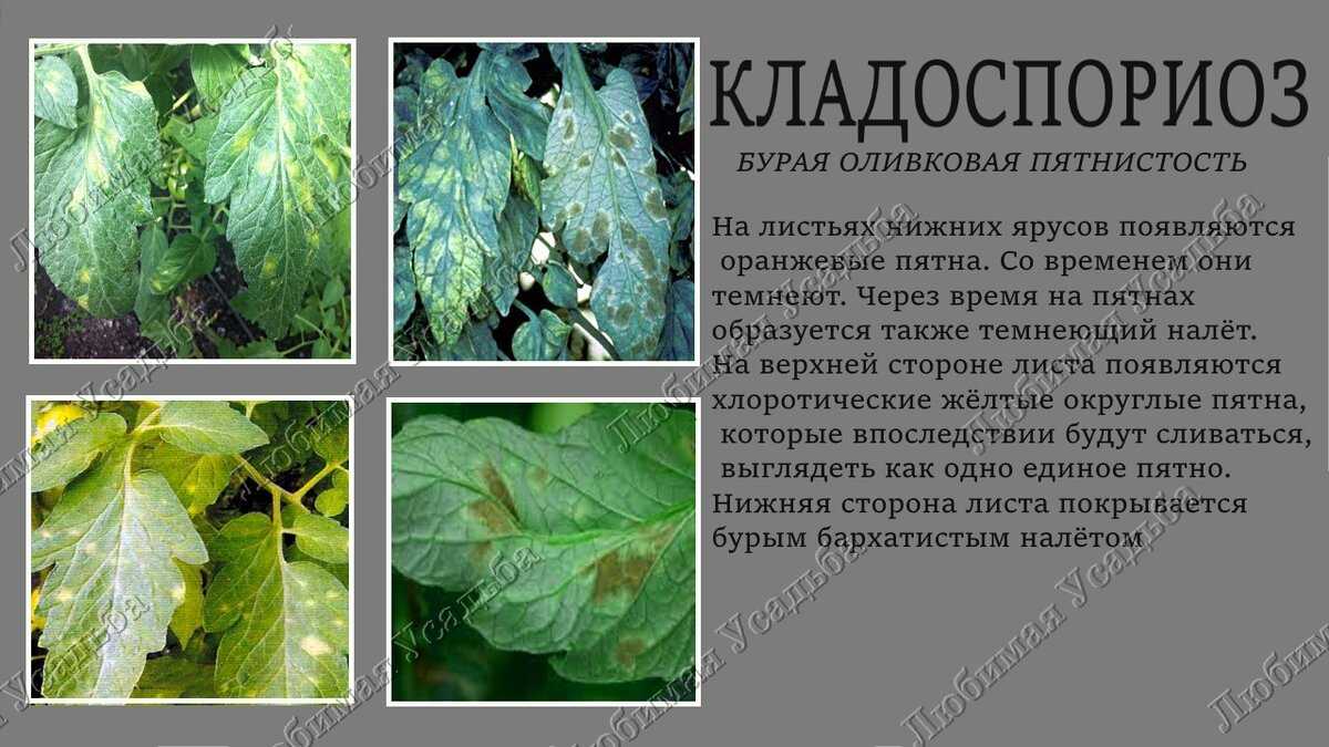 Лечение септориоза у томатов