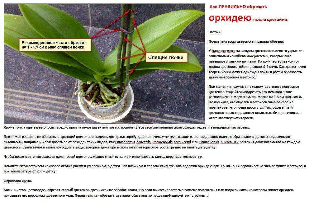 Когда и как лучше пересаживать орхидею в домашних условиях в другой горшок