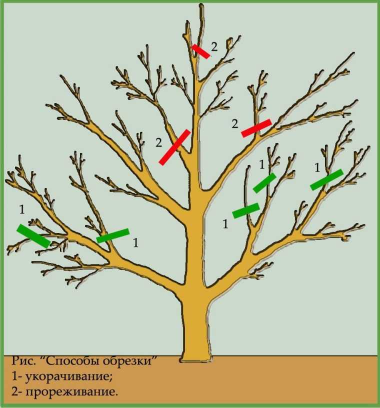 Когда обрезают яблони осенью: можно ли это делать и в каком месяце?
