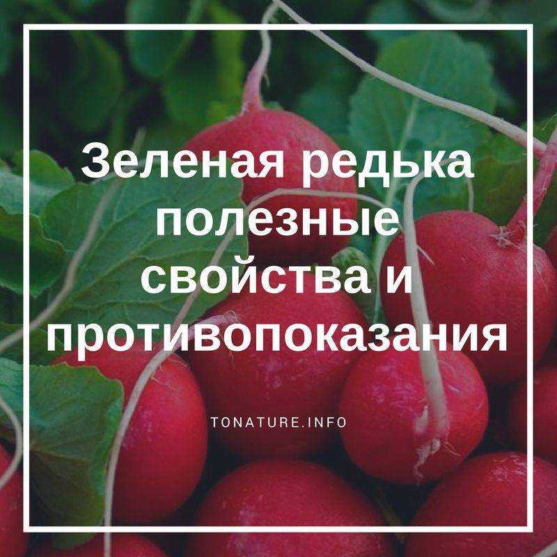 Редька китайская: внешний вид, вкус, выращивание и полезные свойства