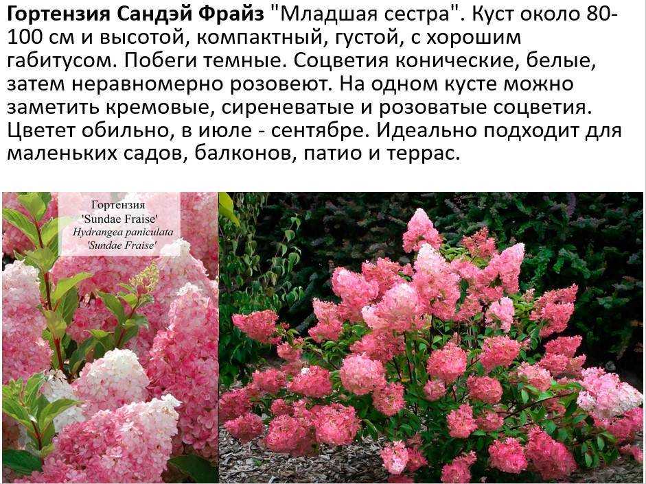 Роджерсия: виды, посадка и уход в открытом грунте