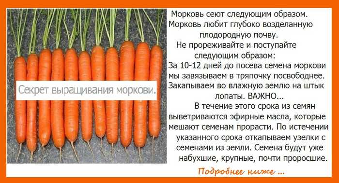 Какие овощи посеять первыми весной в открытый грунт? луки, салаты, горох, корнеплоды, капуста и др. фото — ботаничка