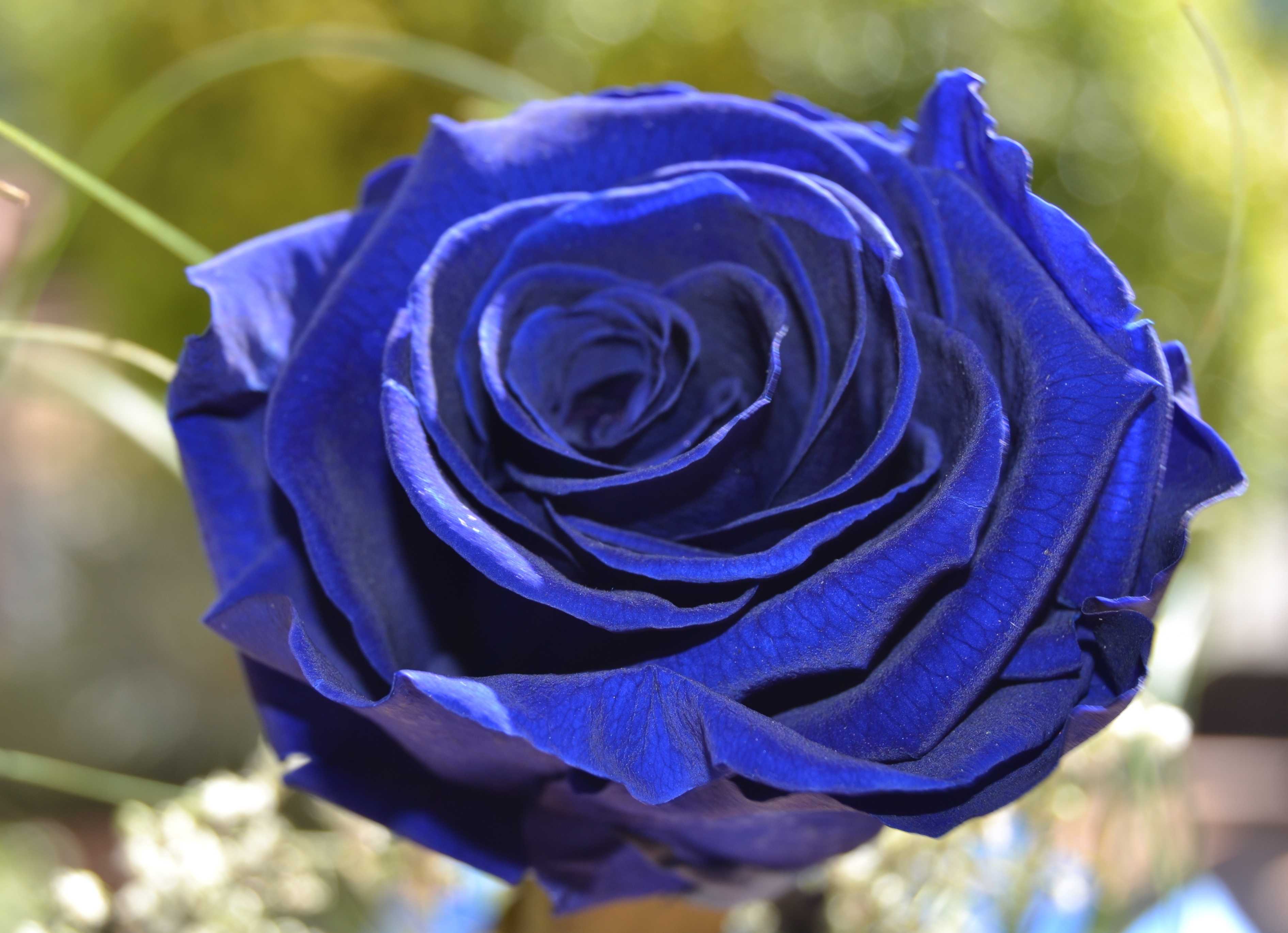 Что означает синие цветы. Синие розы флорибунда.