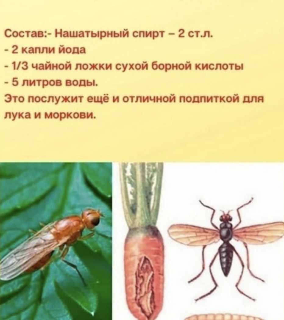 Как бороться с морковной мухой - действенные методы и препараты