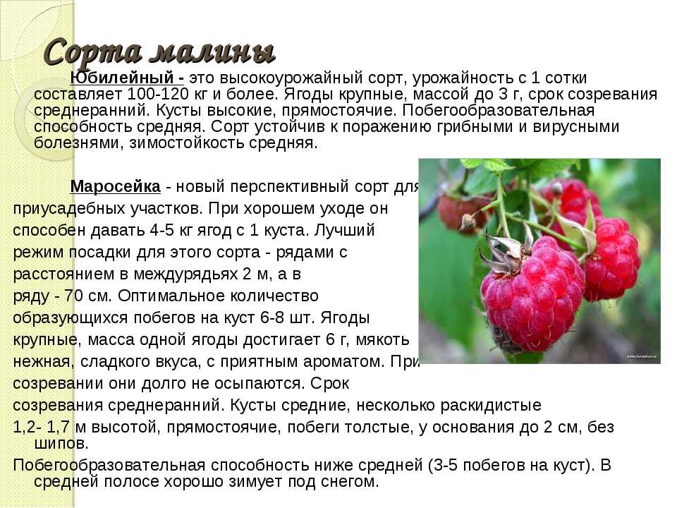 Малина ремонтантная уход и выращивание посадка черенками