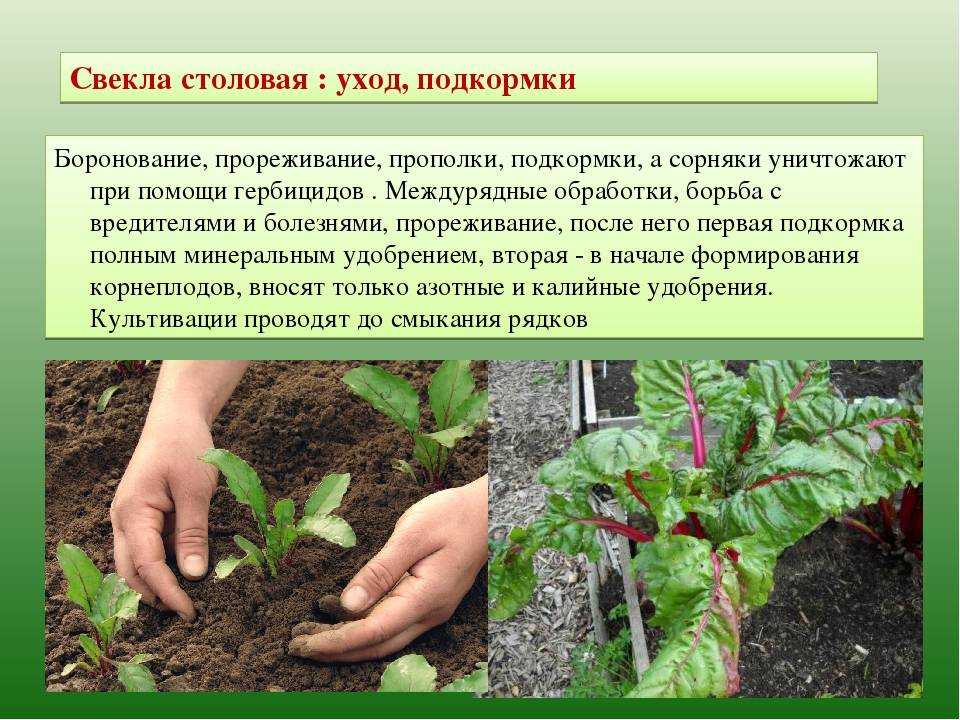 Бегония клубневая: уход в домашних условиях