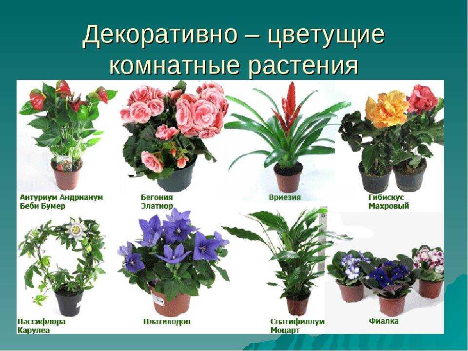 10 самых неприхотливых долгоцветущих многолетников для сада