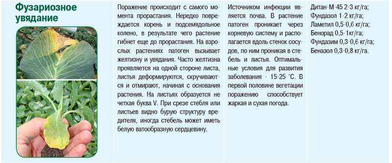 Капуста посадка и уход в открытом грунте, в огороде