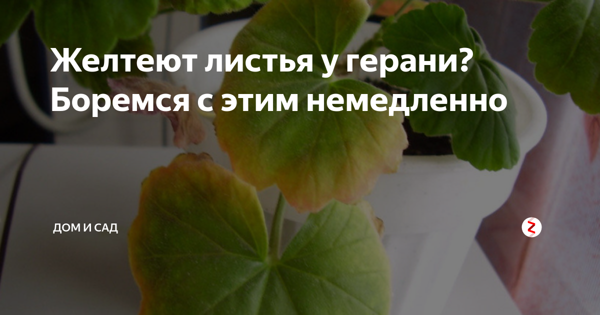 Почему у герани сохнут и желтеют листья с края по кругу и бутоны, что делать в домашних условиях, если комнатное растение поразила болезнь, как спасти цветок? selo.guru — интернет портал о сельском хо
