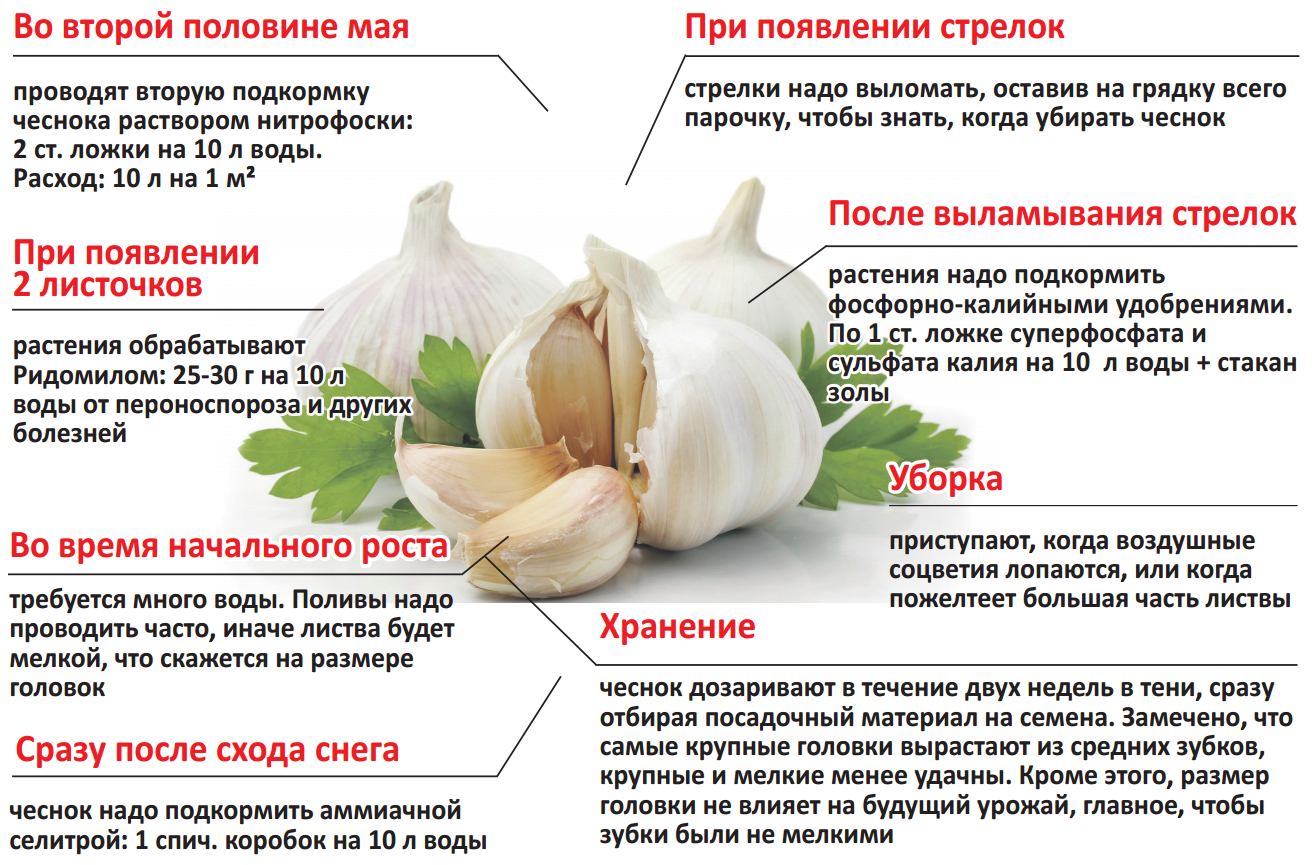 Коробки, банки, чулки — выбираем оптимальные варианты хранения чеснока в домашних условиях — фазенда