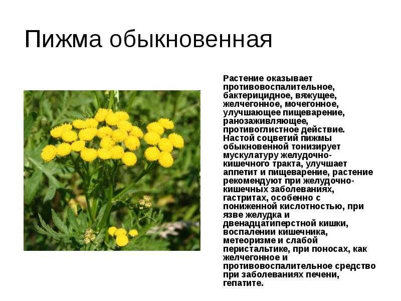 Выращивание и уход за крестовником роули: размножение суккулента, как укоренить