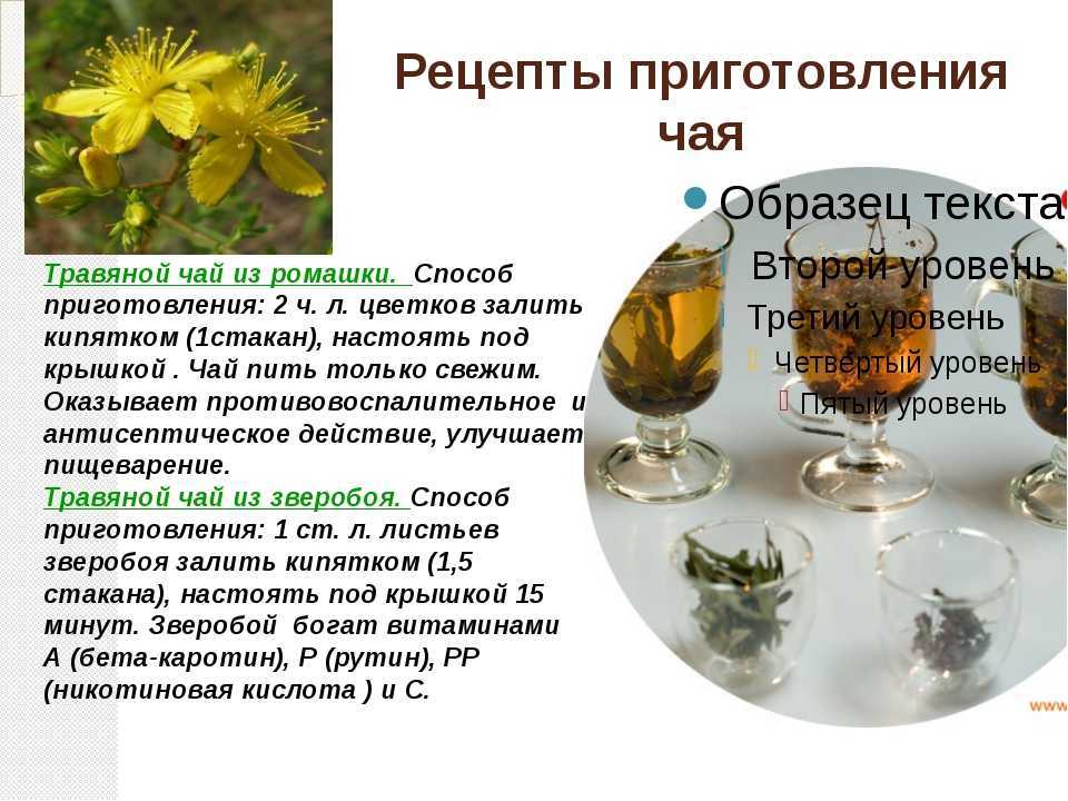 Чай саган-дайля (рододендрон адамса): свойства и противопоказания