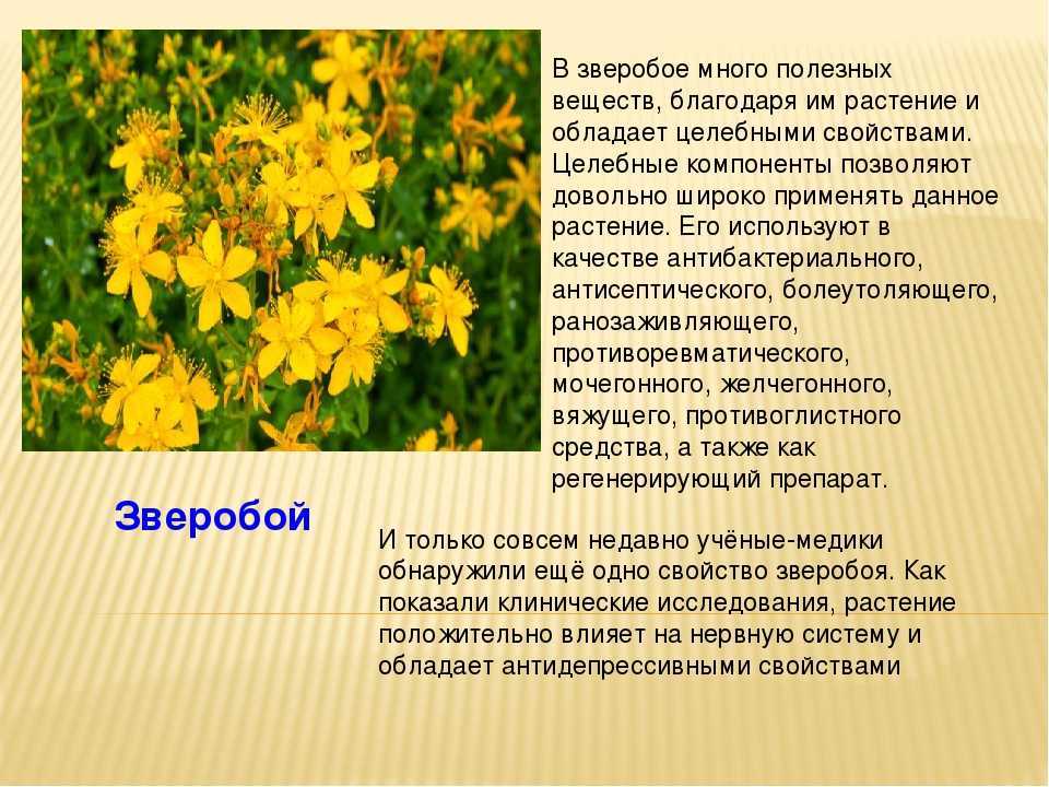 Растение зверобой: фото, сорта, выращивание, посадка и уход