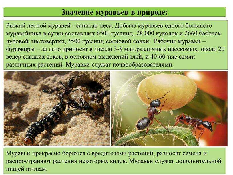 Кто питается муравьями