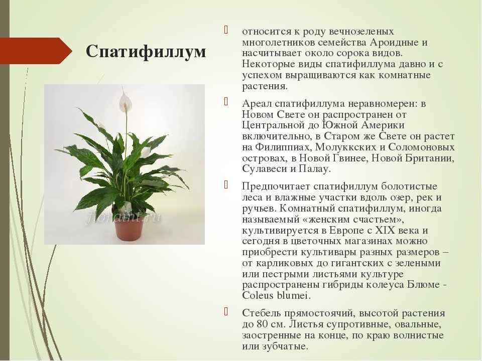 Спатифиллум: особенности, популярные виды и сорта, карликовые, среднерослые, с пестрыми прицветниками, для дома и офиса, характеристика