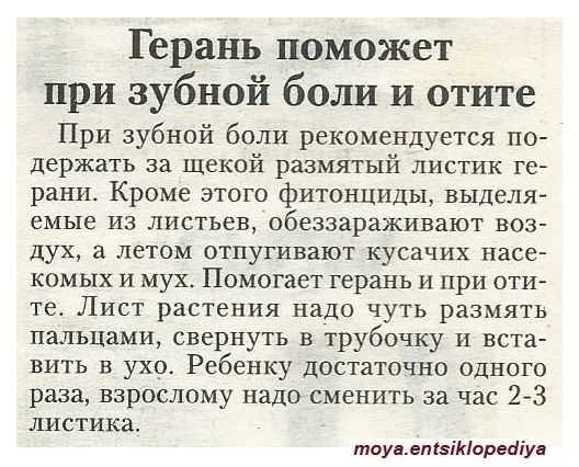 Помогает ли листья герани при болях в ушах