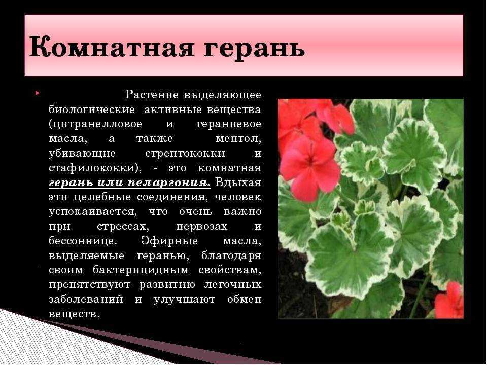 Уход за геранью в домашних условиях – гид с пошаговыми инструкциями и 25 фото