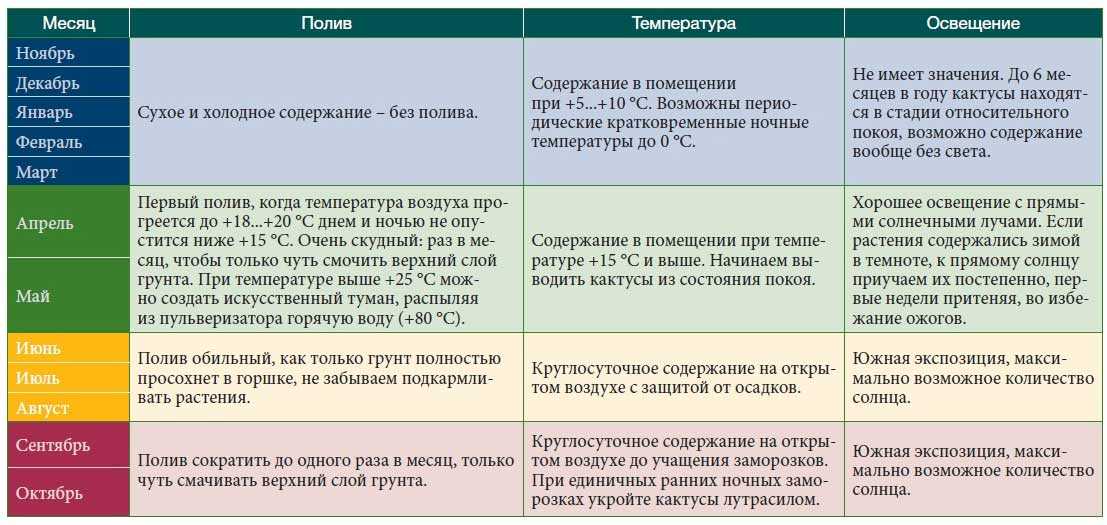 Прививка кактусов для начинающих прививка на эхинопсис / кактусёнок.ру