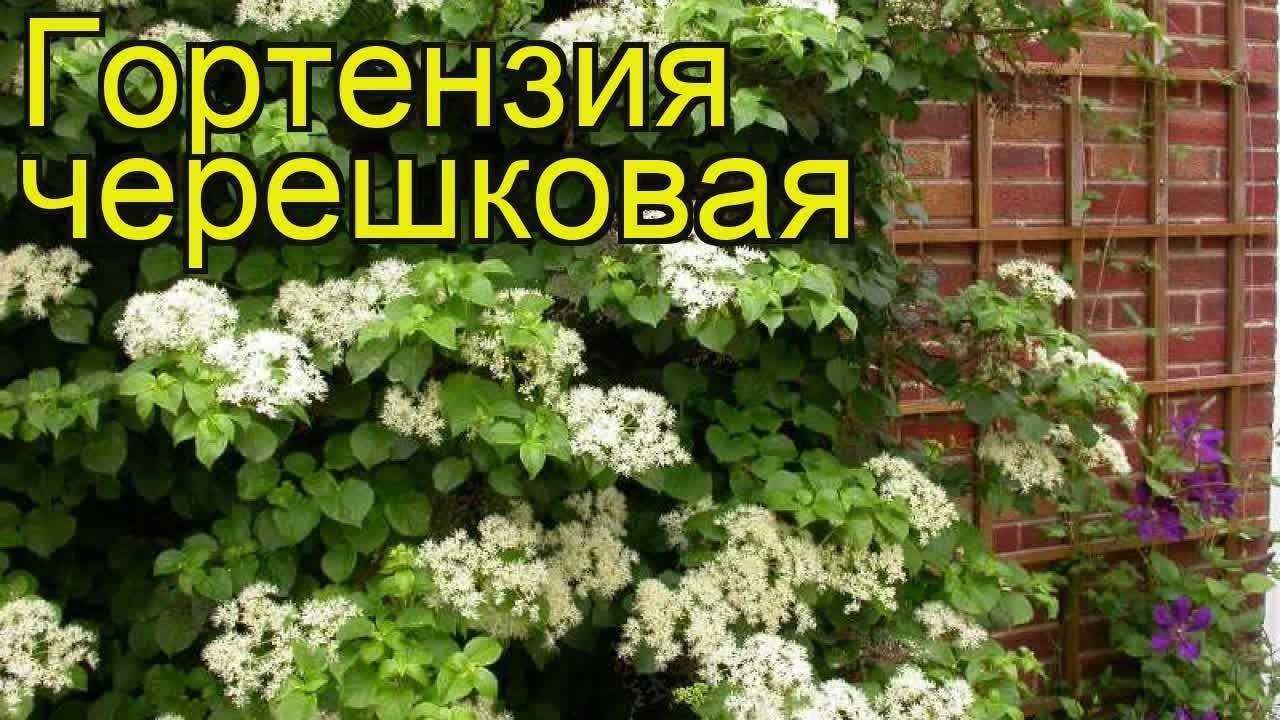 Черешковые вьющиеся гортензии: сорта ползучей лианы, разведение на садовом участке