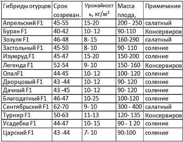 Выращивание огурцов в ленинградской области — советы огородников в 2023 году на гудгрунт