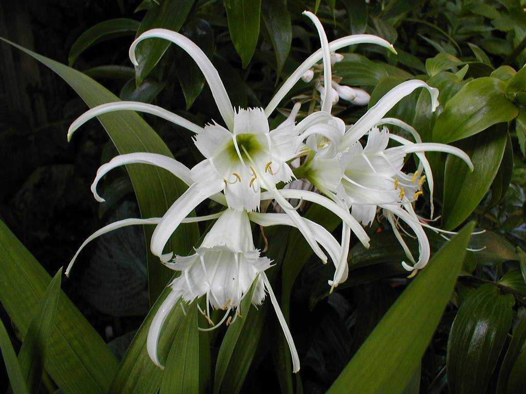 Растение гименокаллис Hymenocallis относится к семейству Амариллисовые Представители данного рода в природе наиболее широко распространены на Антильских островах, в Вест-Индии и Южной Америки