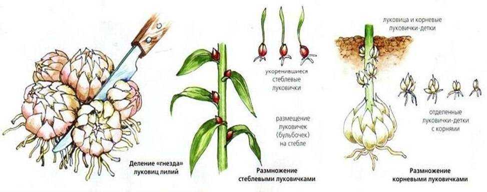 Лилии – выращивание и уход
