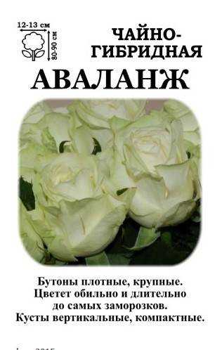 О розе пич аваланж (peach avalanche): описание и характеристики сорта
