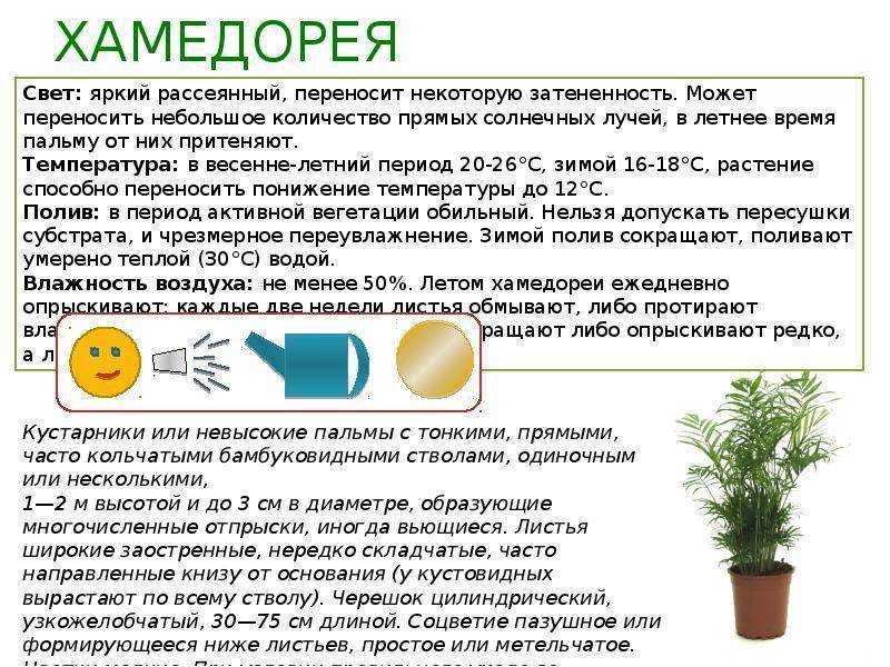 Особенности выращивания кактусов рода цереус