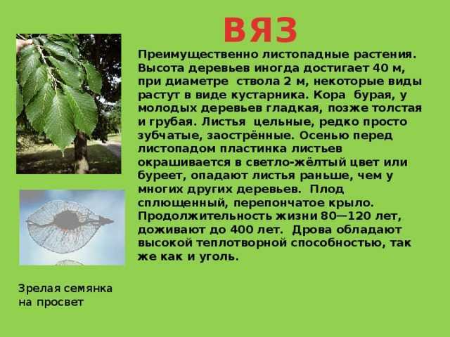 Что такое карагач: описание дерева, как выглядит и где растёт вяз гладкий
