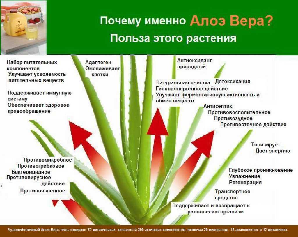 Сок алоэ: как принимать внутрь и при каких заболеваниях использовать, можно ли пить, а также инструкция приема аптечного препарата, применение в народной медицине selo.guru — интернет портал о сельском хозяйстве
